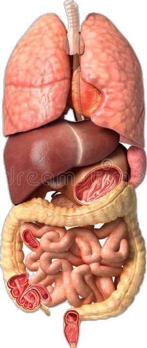 Human Organs Reference, Human Intestines Anatomy, Human Inside Anatomy, Organs Falling Out Reference, Organs Of The Body Anatomy, Human Organs Art, Human Body Study, Organs Art, Intestines Anatomy