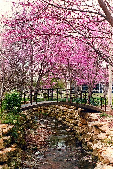 Ft. Worth Botanical Gardens......This is just an absolutely gorgeous public garden. Takes several days to see it all! Scenery Photos, Scenic Photos, Ft Worth, Outdoor Photoshoot, State Of Texas, Public Garden, Lone Star State, Fort Worth Texas, To Infinity And Beyond