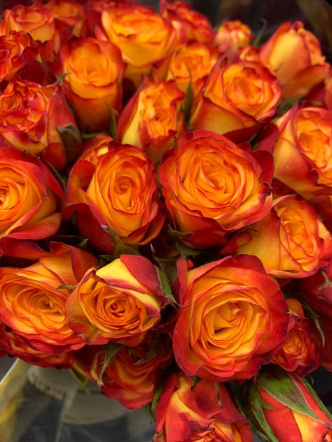 Orangey Red Aesthetic, Orange Romance Aesthetic, Orange Flower Bouquet Wedding, Burnt Orange Roses, Orange Roses Bouquet Aesthetic, Orange Rose Aesthetic, Orange Roses Aesthetic, Orange And Red Aesthetic, Red And Orange Aesthetic