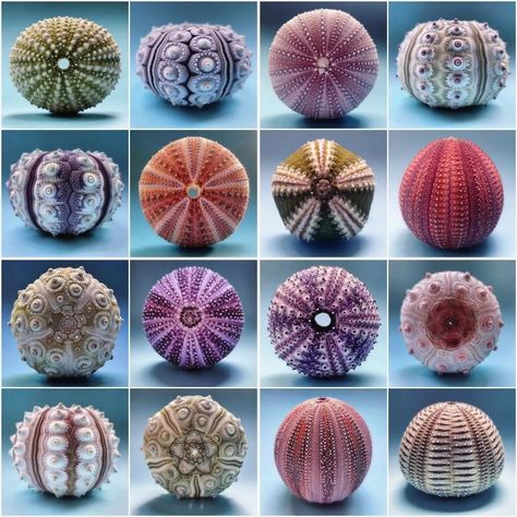 Anders Hallan on Instagram: “The internal skeleton of a sea urchin is called a test. This is the part that is found beneath the spines. Like in sea shells, tests…” Ceramic Coral Reefs, Seashell Identification, African Pottery, Fauna Marina, Sea Urchins, Underwater Art, Shell Collection, Underwater Creatures, Beautiful Bugs