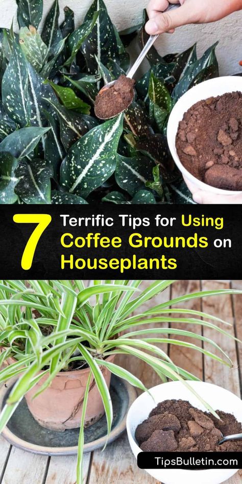 Discover ways to use fresh or leftover coffee grounds to fertilize indoor plants and promote healthy plant growth. Use grounds to amend the soil of a houseplant or feed an indoor plant with a liquid fertilizer to give your plant a boost of nutrients. #coffee #grounds #houseplants Best Plant Food For House Plants, Diy Plant Food For Indoor Plants, Coffee Loving Plants, Best Potting Mix For Indoor Plants, Natural Plant Food For Indoor Plants, Diy Indoor Plant Food, House Plant Tips And Tricks, Indoor Plants Fertilizer, Coffee In Plants