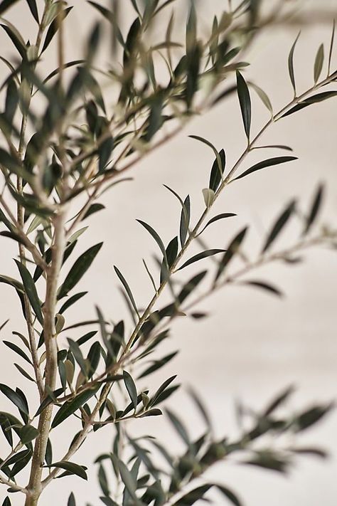 Okive Tree, Olive Tree Aesthetic, Intensive Planting, Arbequina Olive Tree, Potted Olive Tree, Olive Plant, Planter Cover, Tree People, Tree Textures