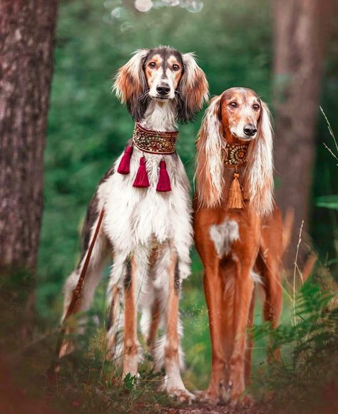 Cool Marine Animals, Pretty Dogs Aesthetic, Saluki Aesthetic, Beautiful Animals Photography, Saluki Art, Borzoi Aesthetic, Animals In Clothes, Saluki Dogs, Beautiful Cat Breeds