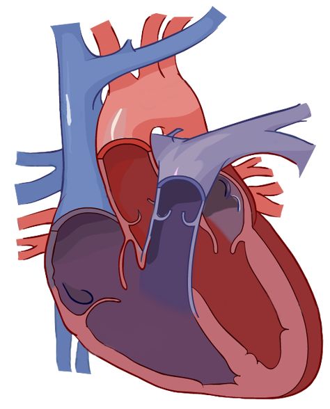 In this interactive, you can label parts of the human heart. Drag and drop the text labels onto the boxes next to the diagram. Selecting or hovering over a box will highlight each area in the diagram. Heart Model Project, Circulatory System Diagram, Heart Circulatory System, Heart System, Heart Tracing, Human Heart Diagram, Human Circulatory System, Heart Science, Heart Structure