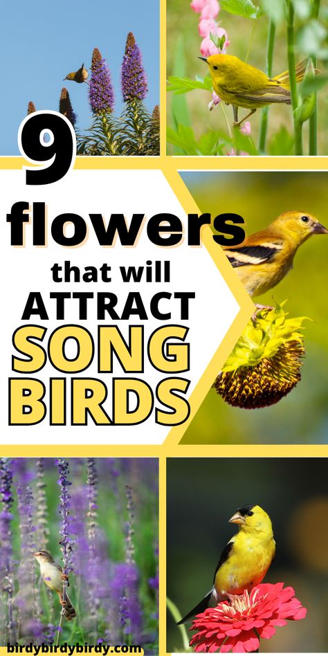 9 Flowers That Will Attract Songbirds Plants That Attract Birds, Insects Drawing, Hawk Species, Michigan Garden, Fall Flowers Garden, Backyard Birds Feeders, Backyard Birds Sanctuary, Bird Ideas, Hummingbird Plants