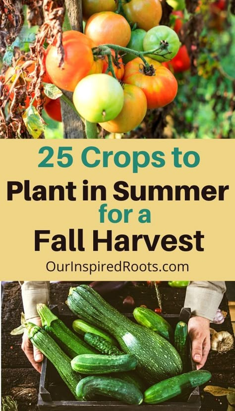 Fall Crops Vegetable Garden Zone 7, Fall Crops Vegetable Garden, Fall Garden Vegetables Arkansas, Oklahoma Fall Garden, Fall Garden Ideas, Fall Garden Planting, Vegetable Ideas, Fall Crops, Fall Crop