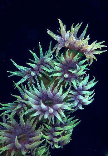 Hard Coral, Foto Macro, Cnidaria, Life Under The Sea, Sea Plants, Beneath The Sea, Sea Anemone, Saltwater Tank, Life Aquatic