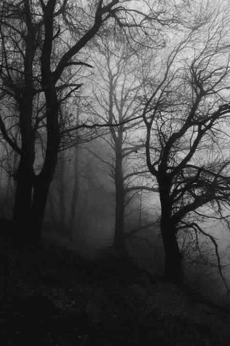 Creepy Woods, 숲 사진, Foggy Day, رعب نفسي, Dark Paradise, Forest Nature, Dark Places, The Mist, The Fog