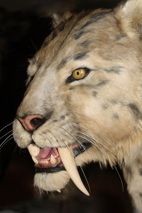 saber tooth tiger | sabre-tooth tiger - photo/picture definition - sabre-tooth tiger word ... Saber Tooth Tiger, Tiger Facts, Sabertooth Tiger, Extinct Animals, Dinosaur Fossils, Prehistoric Creatures, Prehistoric Animals, Beautiful Cats, Big Cats