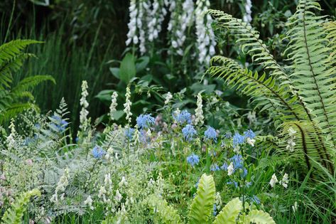 Diy Garden Edging, Garden Shrubs Evergreen, Small Garden Shrubs, Shady Border, Cottage Garden Borders, Planting Schemes, Shady Garden, Woodland Gardens, Woodland Plants