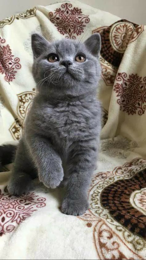 Gray British Shorthair Cat, Grey British Shorthair Kitten, British Shorthair Cats Grey, Grey Cat Breeds, Cat Pics Cute, Grey Kitten, Munchkin Cat, Fluffy Kittens, British Shorthair Cats