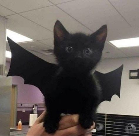 Black Kitten, Black Cat, Bat, Black