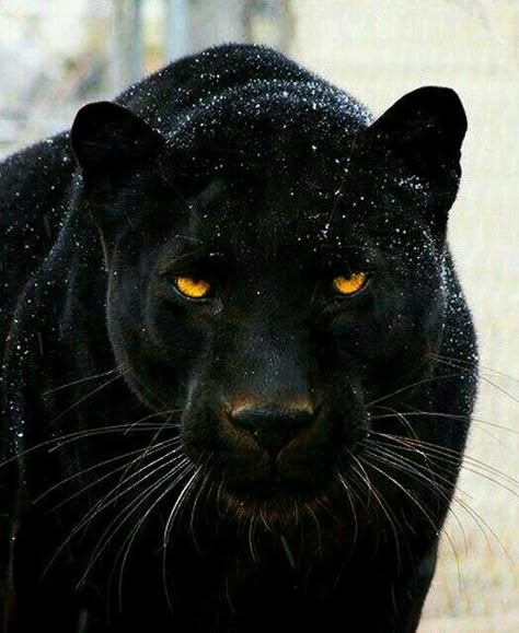 him big. Black Leopard, Black Panther, Panther, Close Up, Black