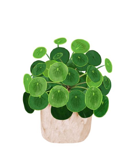 Modern Indoor Plants, Planting Tips, Chinese Money Plant, Smart Garden, Plant Guide, Plant Painting, Plant Drawing, Plant Roots, Plant Illustration