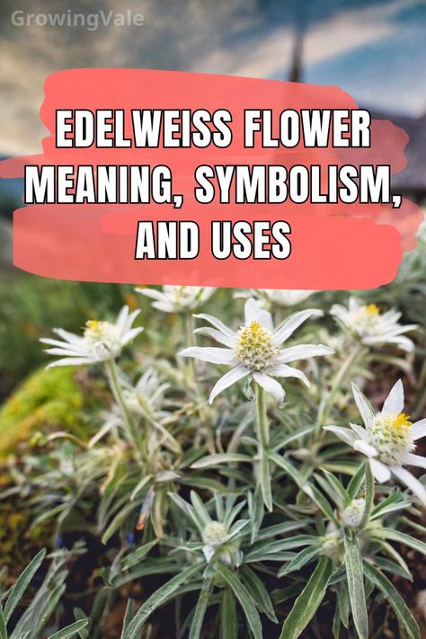 Edelweiss Flower Meaning Edelweiss Tattoo Simple, Edelweiss Watercolor, Edelweiss Flower Tattoo, Perennials Flowers, Floral Photos, Alpine Flowers, Edelweiss Flower, Flower Meanings, Floral Photo