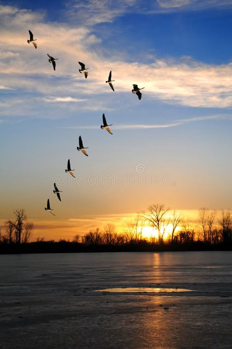 Canadian Geese in V Formation. Canadian geese flying in V formation over a froze , #ad, #Formation, #geese, #Canadian, #Geese, #flying #ad Birds Flying In The Sky, Calm Sky, Flying Photography, Landscape Photography Ideas, Geese Flying, Fly Drawing, Best Landscape Photography, Canadian Geese, Flying In The Sky