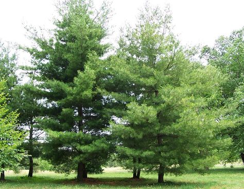 Border Trees, Fastest Growing Trees, Tree Removal Cost, Evergreen Trees For Privacy, House Landscape Design, Backyard Forest, Classic Modern Farmhouse, Pinus Strobus, Small Pine Trees