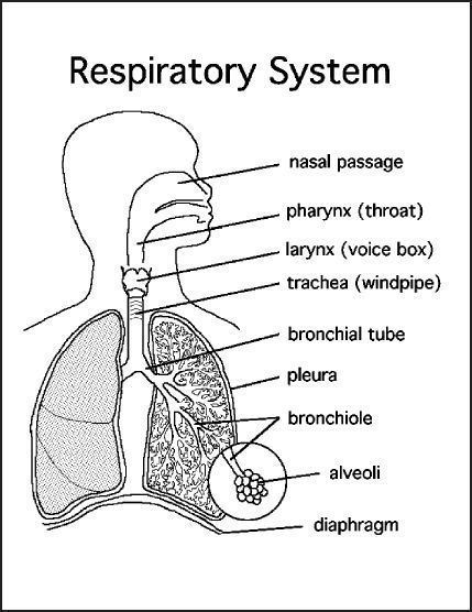 Respiratory System Diagram, Respiratory System Activities, Respiratory System Anatomy, Human Respiratory System, The Respiratory System, Nursing School Motivation, Basic Anatomy And Physiology, Nurse Study Notes, Nursing Student Tips