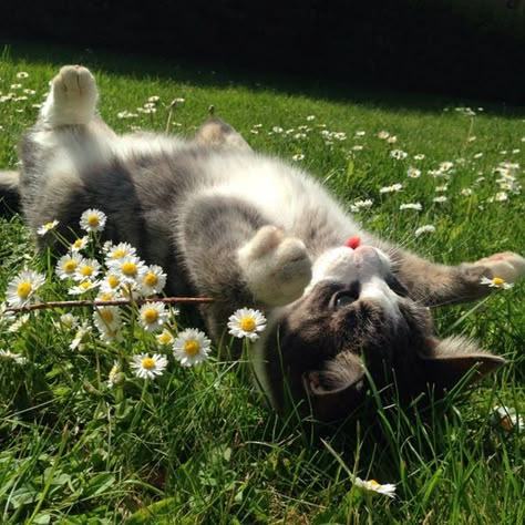 The Grass, A Cat, White