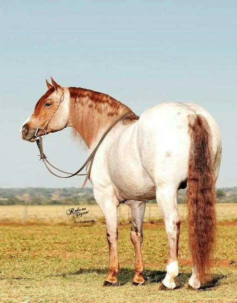 White horse with red mane and tail Strawberry Roan Quarter Horse, Strawberry Roan Horse, Notion Blue, Ahal Teke, Unusual Horse, Blue Strawberry, Clydesdale Horses, Gorgeous Horses, Horse Colors