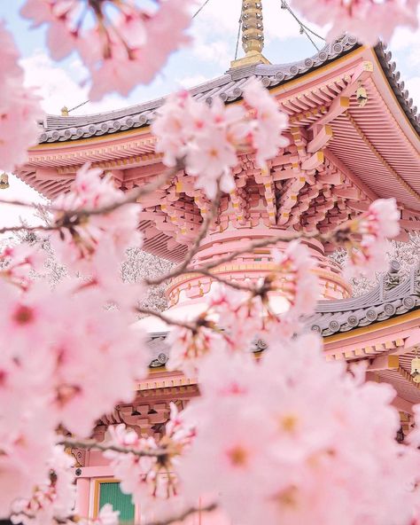 Tatsuya Kurisu from JAPAN🇯🇵 on Instagram: “Beautiful Tubosaka-dera Temple🌸🏯🌸 Cherry blossoms can be seen in Japan from the end of March to the beginning of April🇯🇵 Location…” Japan Cherry Blossom, Cherry Blossom Japan, Nara Japan, Cherry Blossom Season, Sakura Tree, Sakura Flower, Pretty Landscapes, Japan Aesthetic, Aesthetic Japan