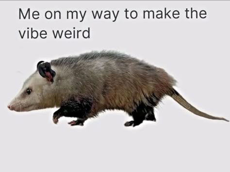 Possum Funny, Real Memes, Awesome Possum, Self Deprecating Humor, Reaction Memes, Silly Goose, Trash Panda, Silly Animals, On My Way