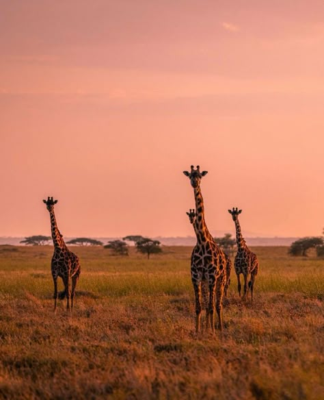 Africa Do Sul, Africa Safari, Out Of Africa, Gap Year, African Animals, African Safari, Zoology, Africa Travel, Giraffes