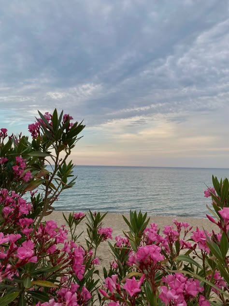 Flowers By The Beach, Beach With Flowers, Seaside Flowers, Spring Ocean, Seaside Aesthetic, Beach Sunset Photography, Pretty Views, Ocean Aesthetic, Spring Aesthetic