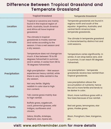 Major Differences Between Tropical Grassland and Temperate Grassland in a comparison chart. Tropical Grassland, Grassland Project, Grasslands Biome, Grassland Ecosystem, Temperate Grassland, Grassland Biome, Savanna Grassland, Biomes Project, Rainforest Ecosystem