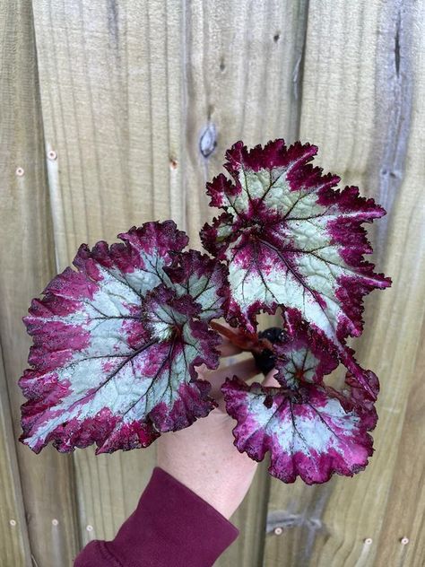 Begonia, Escargot Red 'Fandango' Escargot Begonia, Begonia Escargot, House Plants, Tattoo Ideas, Plants, Red