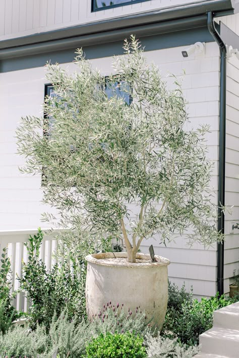 Olive Trees Landscape, Olive Trees Garden, Potted Olive Tree, Olive Plant, Tree Planters, Potted Plants Outdoor, Front Garden Design, Secret Gardens, Side Garden