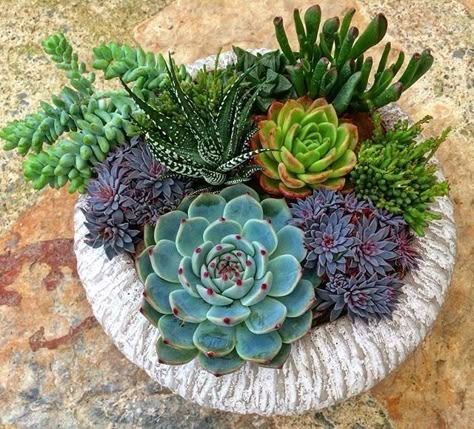 Succulent Plants Indoor, Repot Succulents, Indoor Succulent Garden, Succulent Garden Outdoor, Succulent Planting, Garden Succulents, Plant Succulents, Succulent Garden Indoor, Succulent Garden Design