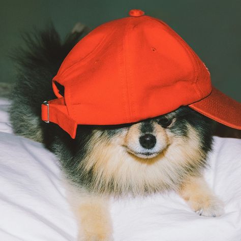 Taehyung icon layover #taehyung #icon #layover #kimtaehyung #V #bts #btsV #btstaehyung #yeontan #kimyeontan #tan Yeontan Pictures, Bts Dogs, Dog Icon, Kim Taehyung Wallpaper, Cartoon Profile Pics, V Taehyung, Foto Bts, Bts V, Bts Taehyung