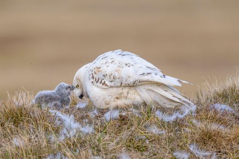 15 Awww-Inspiring Photos of Baby Birds | Audubon Loon Photo, Mountain Rings, Green Heron, Arctic Tundra, Photography Essentials, Barred Owl, Baby Birds, Owl Photos, Incredible Creatures