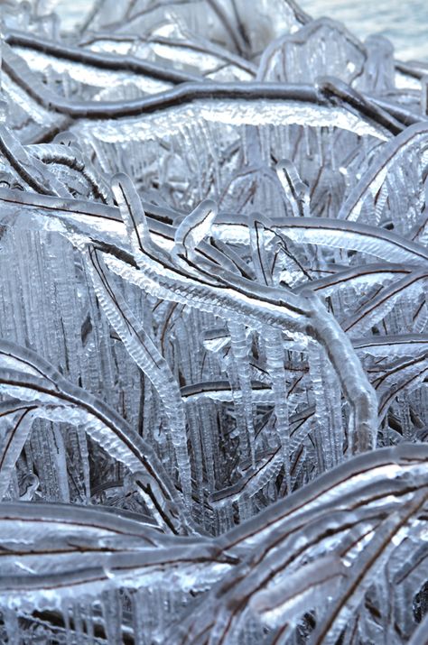 Ice-enrobed branches Icy Weather, Split Rail Fence, Fence Stain, Trendy Photography, Nature Winter, Concrete Fence, Living Fence, Backyard Fence, Front Fence