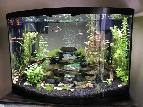 My 36 Gallon Bow Front Planted Community Tank - Imgur Dark Fish Tank Ideas, 36 Gallon Bow Front Aquarium, Fish Tank 5 Gallon, 6 Gallon Fish Tank Ideas, 30 Gallon Fresh Water Fish Tank Ideas, Freshwater Community Tank, Corner Fish Tank Ideas, 40 Gallon Aquarium Ideas, 20 Gallon Fish Tank Ideas