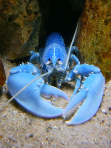 A blue lobster I photographed in the Atwerp Zoo with my really simple digital camera. Lobster In The Sea, Lobsters In The Sea, Lobster In Ocean, Lobster Underwater, Lobster Photography, Lobster Claw Plant, Lobster Cute, Ocean Water Aesthetic, Parrot Habitat