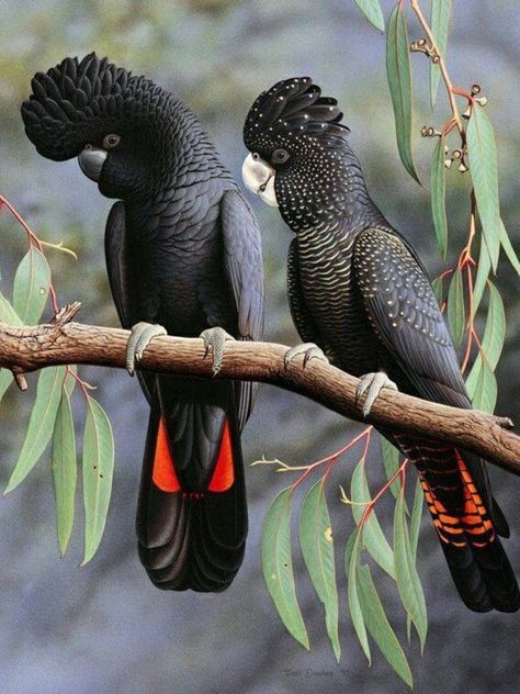 Red-tailed Black Cockatoo  (Calyptorhynchus banksii) Cockatoo Drawing, Burung Kakatua, Black Cockatoo, Birds Parrots, Australian Wildlife, Wildlife Prints, Australian Birds, Australian Animals, Australian Native