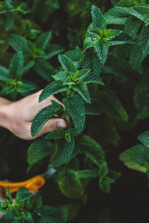 How to Harvest, Dry, & Store Herbs From the Garden Natural Medicine Aesthetic, Store Fresh Herbs, Herbal Leaves, Herbal Education, Forest Essentials, Sprouting Seeds, Bulk Herbs, Tea Sampler, Herbal Oil