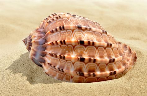 Rare Shells, Large Sea Shells, Giant Clam Shell, Marine Organism, Giant Clam, Things To Collect, Horseshoe Crab, Popular Hobbies, Cone Shell