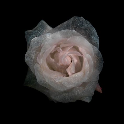 Art & Botany: Translucent Roses & Underwater Butterflies | Garden Design White Rose, In The Dark, Black Background, A Black, Alexander, Glass, White, Black