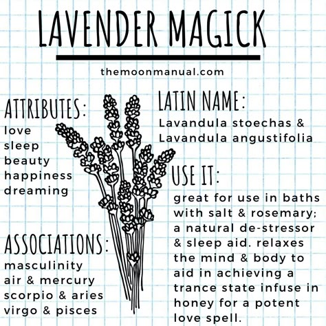 The Green Witch Diaries - Lavender - Wattpad Lavender In Witchcraft, Lavender Witchcraft Uses, Lavender Witchcraft, Witch Diary, Modern Farmhouse Kitchen Decor Ideas, Herb Magick, Lavender Witch, Chic Modern Farmhouse, The Green Witch