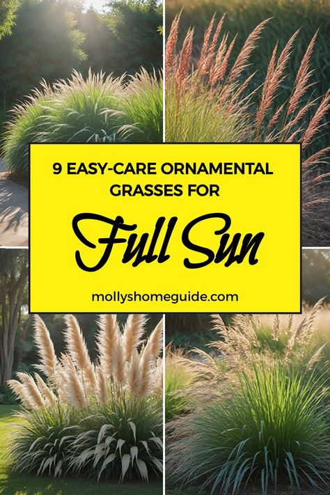 Looking to add some texture and movement to your landscape? Explore our collection of the best ornamental grasses for full sun and landscaping. These drought-tolerant options thrive in sunny conditions, making them perfect for adding interest to your garden or yard. Whether you're looking for annual or perennial varieties, these ornamental grasses are sure to make a statement in any setting. Texas Grasses Landscaping, Dune Grass Landscaping, Northern Landscaping Ideas, Japanese Grasses Garden Ideas, Landscaping For Windy Areas, Sunny Yard Landscaping, Landscaping With Birch Trees, Tall Grass Landscaping Front Yards, Front Yard Landscaping Full Sun Ideas