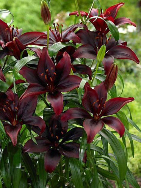 Lilium ‘Mapira’ is a fascinating Asiatic Lily with deep purple, almost black flowers... #lilium #AsiaticLily #plantopedia #FloweringPlant #flowers #FloweringPlants #plant #plants #flower #blooming #FlowersLover #FlowersLovers #FlowerGarden #WorldOfFlowers #WorldOfFloweringPlants #nature Black Lillies, Black Plants, Asiatic Lily, Goth Garden, Purple Lily, Flower Blooming, Lily Bulbs, Gothic Garden, Asiatic Lilies