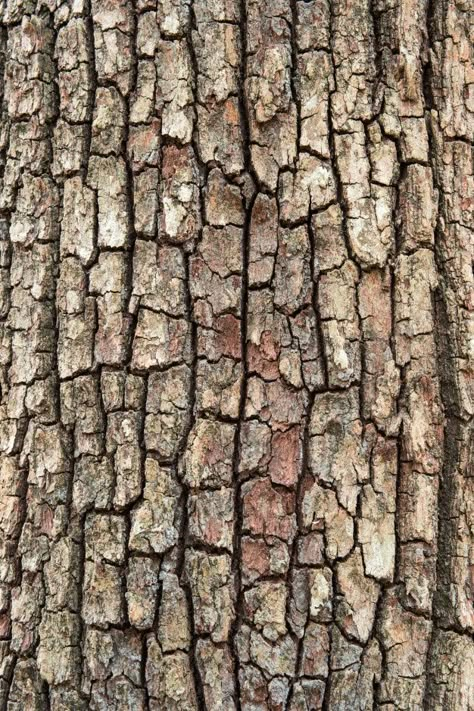 Old Wood Texture, Tree Bark Texture, Natural Photo, Bark Texture, Tree Textures, Wood Bark, Texture Drawing, Photo Texture, Texture Inspiration