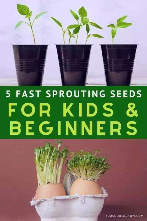 Looking for fast sprouting seeds for kids (or just because you're impatient)? Here are 5 super fast and easy to grow vegetables that will entertain and delight gardeners both young and old. Seed Planting For Kids, Seeds For Kids, Growing Lettuce Indoors, Save Seeds, Planting For Kids, Gardening With Kids, Kids Gardening, Growing Lettuce, Seed Starting Mix