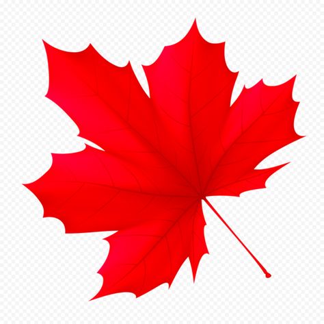 Thumbs Up Icon, Red Illustration, Leaf Png, Canada Maple Leaf, Location Pin, Canadian Maple Leaf, Website Color Palette, Germany Flag, Red Leaves