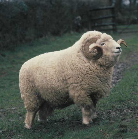 The Exmoor Horn Sheep originates from the high hills of Exmoor National Park, UK. Cattle Business, Sheep With Horns, Creature Reference, Dog Ram, High Hills, Animal Reference, Domestic Animals, Sheep Farm, Sheep And Lamb