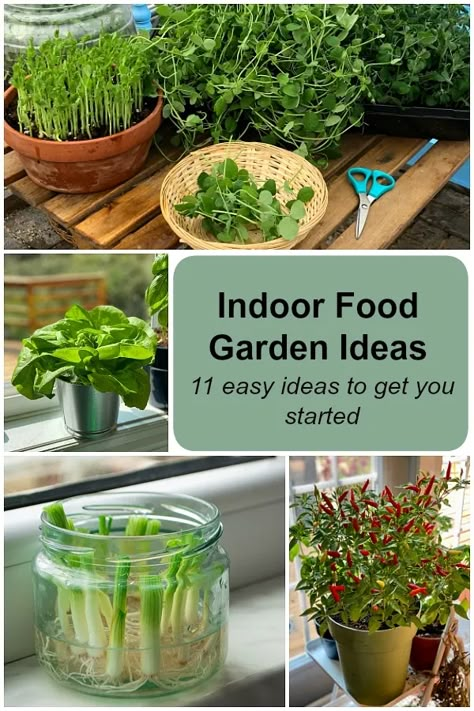 Indoor food garden ideas: 11 easy vegetables and fruits to get you started Home Growing Vegetables, Condo Vegetable Garden, Indoor Vegetable Greenhouse, Easy Indoor Garden, Apartment Growing Vegetables, Indoor Food Garden Apartment, Grow Veggies Indoors, Apartment Vegetable Garden Indoor, Vertical Gardening Indoor