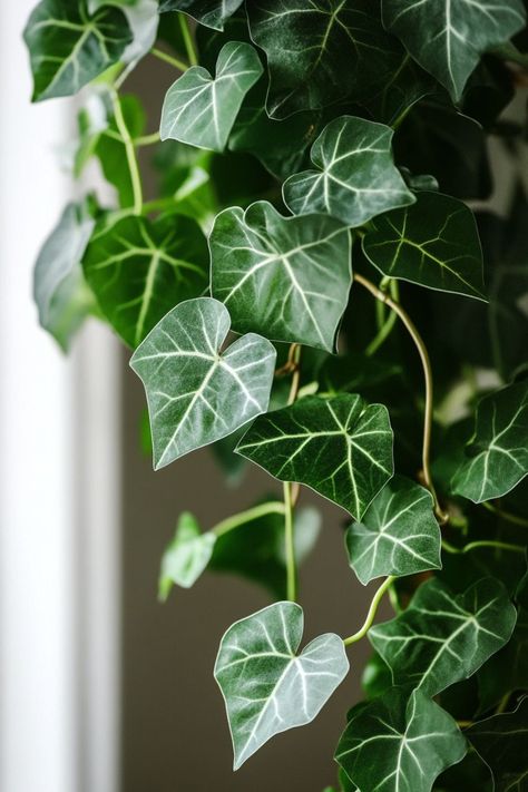 English Ivy (Hedera helix) is a timeless and elegant choice for any indoor or outdoor space! 🌿🏡 Known for its trailing vines and classic beauty, this plant is a delightful blend of charm and versatility. Easy to care for and perfect for adding a touch of lush greenery, English Ivy enhances any setting with its graceful appearance. Indulge in this enduring botanical favorite today! 🌱✨ #EnglishIvy #Houseplants #IndoorGarden #GreenLiving Wedding Pedestals, English Ivy Indoor, Guitar Art Project, Ivy Houseplant, Fairy Mural, Ivy Plant Indoor, English Ivy Plant, Ivy Flower, Botanical Inspiration